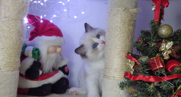 💖 Ragdo cica Naomi lány!😍💖💖 De