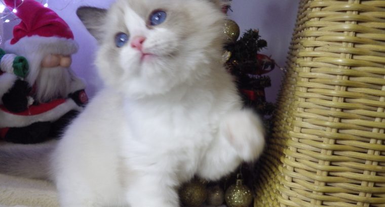 💖 Ragdo cica Naomi lány!😍💖💖 De