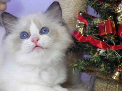 💖 Ragdo cica Naomi lány!😍💖💖 De