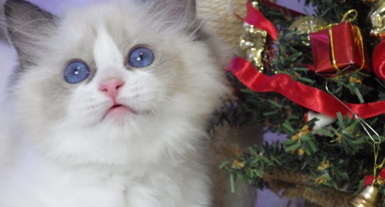 💖 Ragdo cica Naomi lány!😍💖💖 De