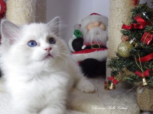 Ragdoll cica Ninive lány!😍💖💖 De