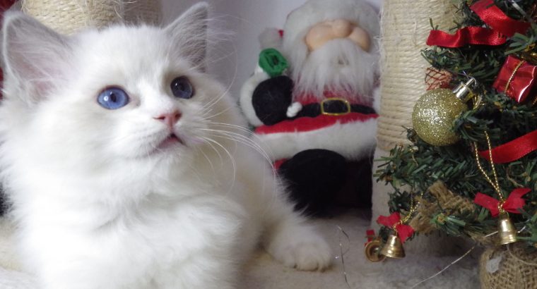 Ragdoll cica Ninive lány!😍💖💖 De