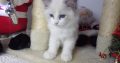 Ragdoll cica Ninive lány!😍💖💖 De