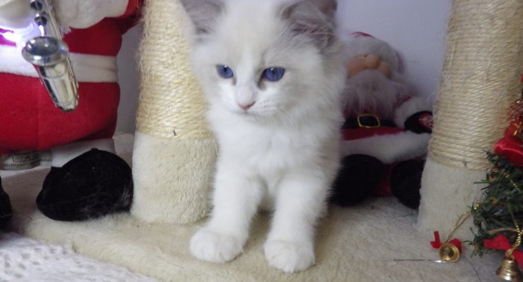 Ragdoll cica Ninive lány!😍💖💖 De