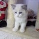 Ragdoll cica Ninive lány!😍💖💖 De