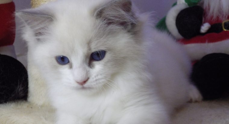 Ragdoll cica Ninive lány!😍💖💖 De