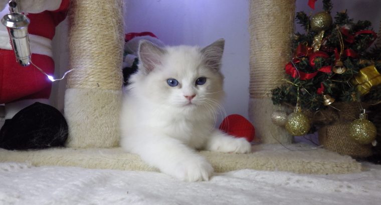 Ragdoll cica Ninive lány!😍💖💖