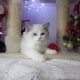 Ragdoll cica Ninive lány!😍💖💖