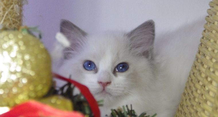 Ragdoll cica Ninive lány!😍💖💖