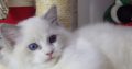 Ragdoll cica Ninive lány!😍💖💖