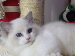 Ragdoll cica Ninive lány!😍💖💖