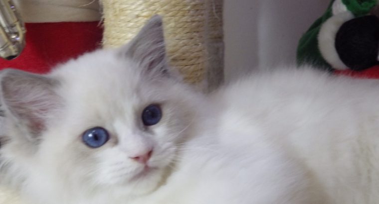 Ragdoll cica Ninive lány!😍💖💖