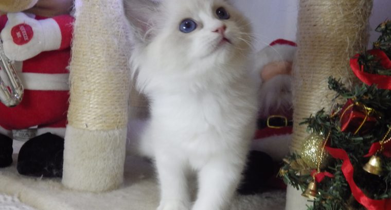 Ragdoll cica Ninive lány!😍💖💖