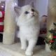 Ragdoll cica Ninive lány!😍💖💖