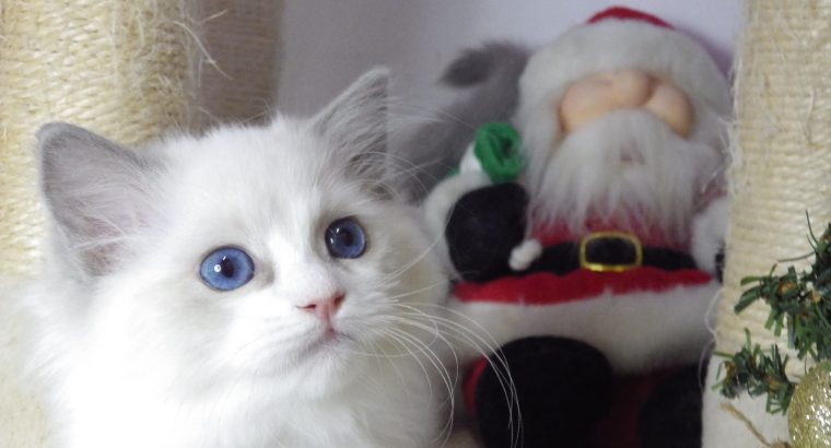 Ragdoll cica Ninive lány!😍💖💖 De