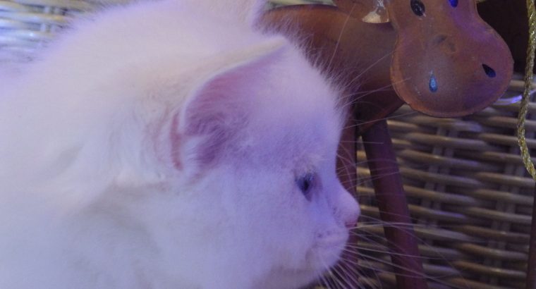 Ragdoll fiú! Omega 💖😇