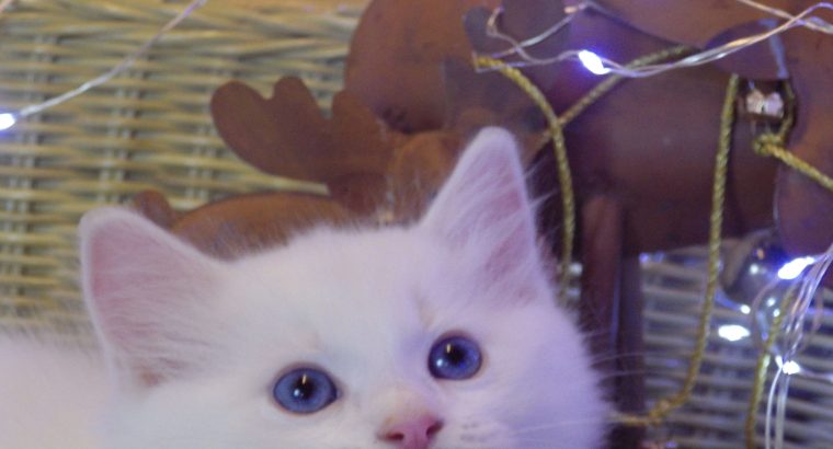 Ragdoll fiú! Omega 💖😇