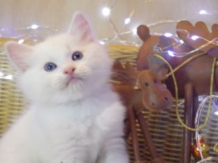 Ragdoll fiú! Omega 💖😇