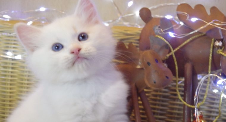 Ragdoll fiú! Omega 💖😇