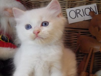 Ragdoll fiú! Orion 💖😇