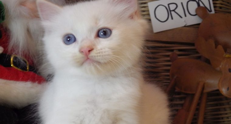 Ragdoll fiú! Orion 💖😇