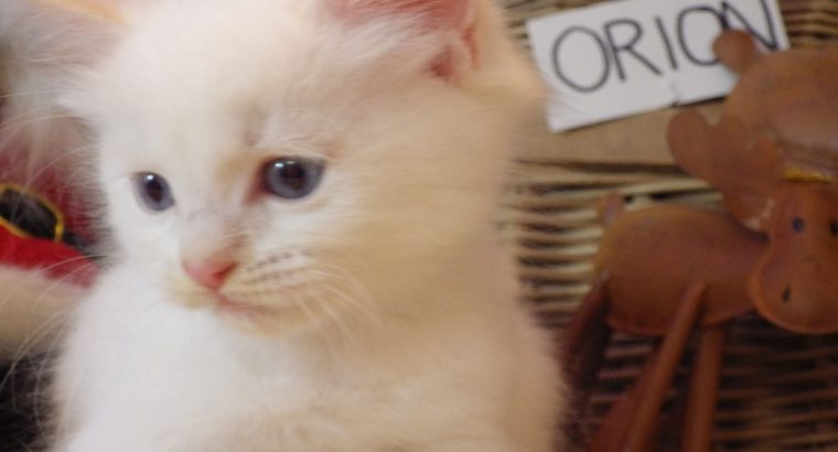 Ragdoll fiú! Orion 💖😇