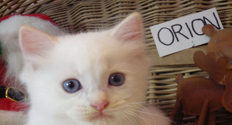 Ragdoll fiú! Orion 💖😇