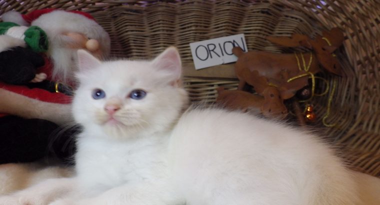 Ragdoll fiú! Orion 💖😇