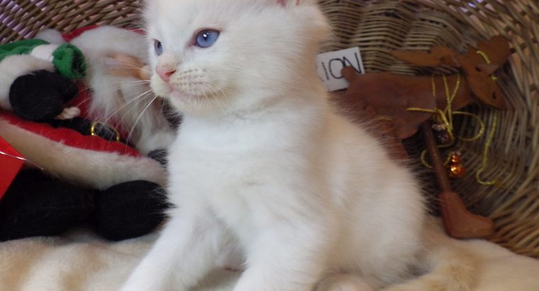 Ragdoll fiú! Orion 💖😇