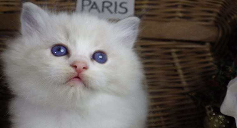 „Paris” Ragdoll lány! 💖😍