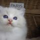 „Paris” Ragdoll lány! 💖😍