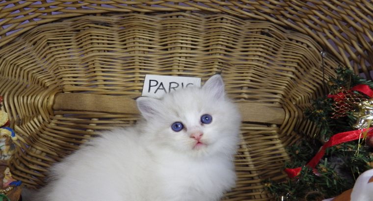 „Paris” Ragdoll lány! 💖😍