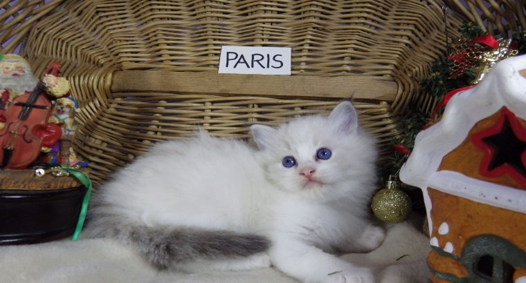 „Paris” Ragdoll lány! 💖😍