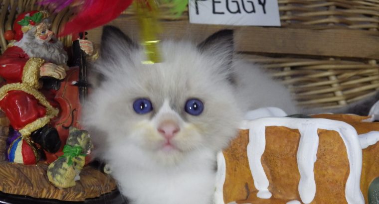 Peggy a nagyon cuki!😍💖😍 Ragdoll