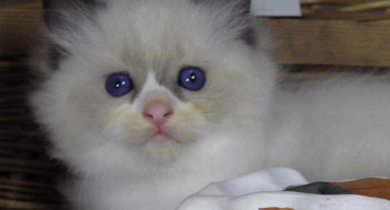 Peggy a nagyon cuki!😍💖😍 Ragdoll