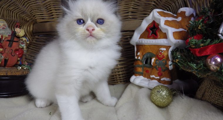 Peggy a nagyon cuki!😍💖😍 Ragdoll