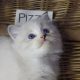 Pizza Ragdoll lány! 💖😍