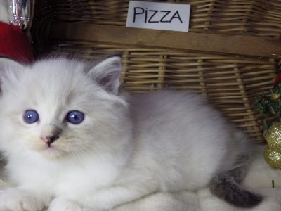 Pizza Ragdoll lány! 💖😍