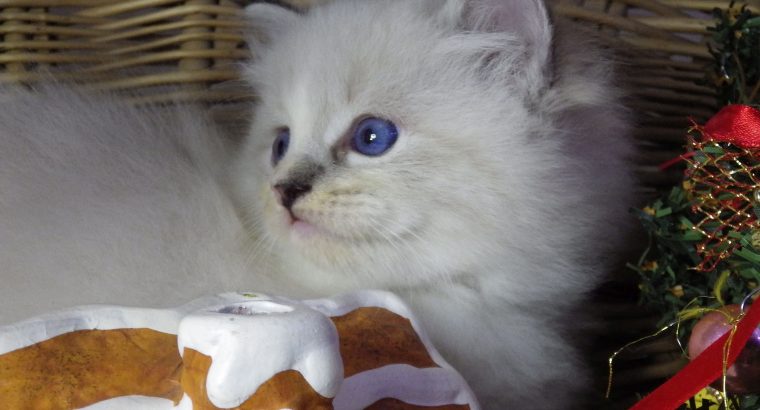 Pizza Ragdoll lány! 💖😍