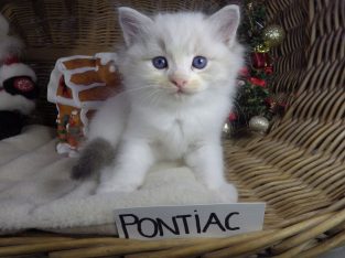 Pontiac Ragdoll cat! 💖😍😇😍