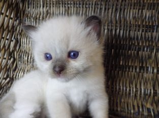 Törzskönyves Ragdoll fiú!+Quentin+