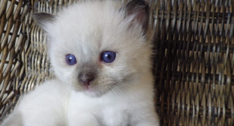 Törzskönyves Ragdoll fiú!+Quentin+