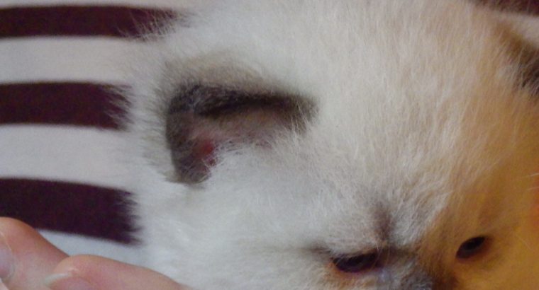 Törzskönyves Ragdoll fiú!+Quentin+