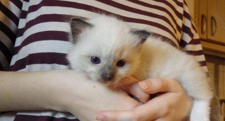 Törzskönyves Ragdoll fiú!+Quentin+