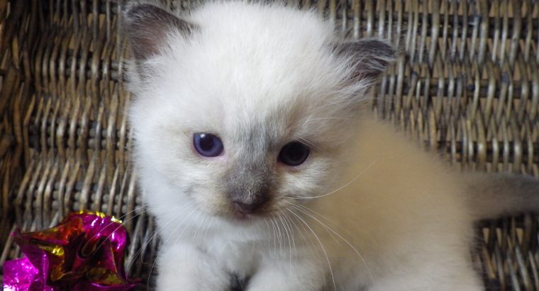 Törzskönyves Ragdoll fiú!+Quentin+