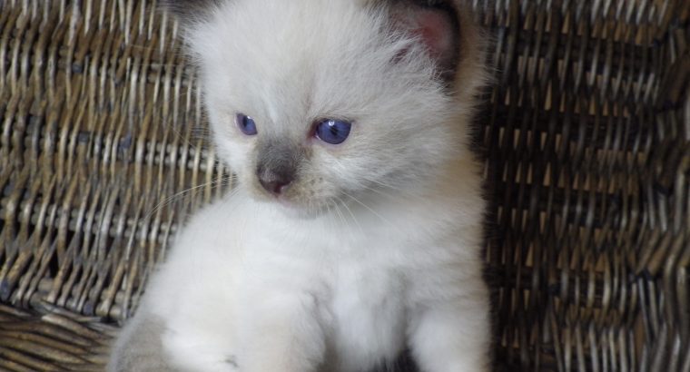 Törzskönyves Ragdoll fiú!+Quentin+