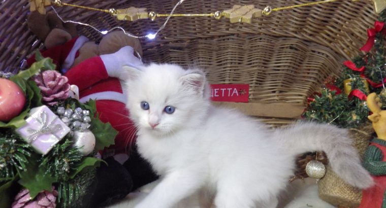 „Quetta” Ragdoll lány💖Apró szépség