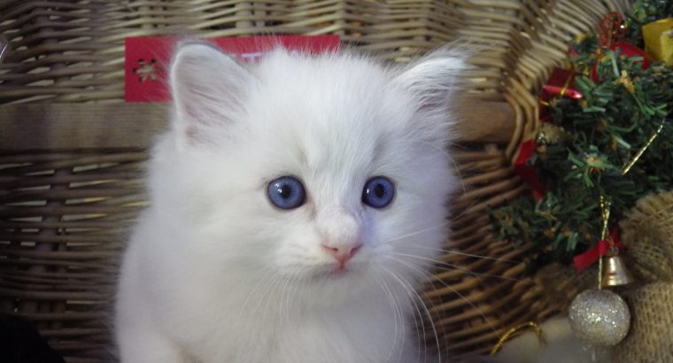 „Quetta” Ragdoll lány💖Apró szépség