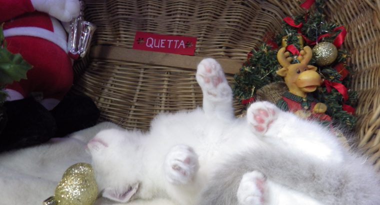 „Quetta” Ragdoll lány💖Apró szépség