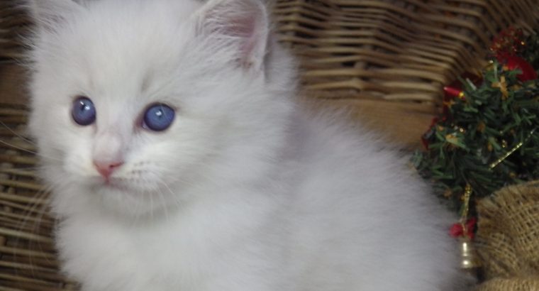 „Quetta” Ragdoll lány💖Apró szépség